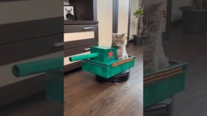 Кот на танке.