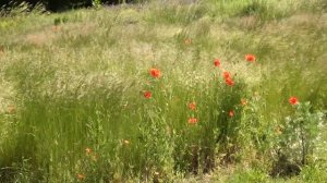 Маки в Ботсаду