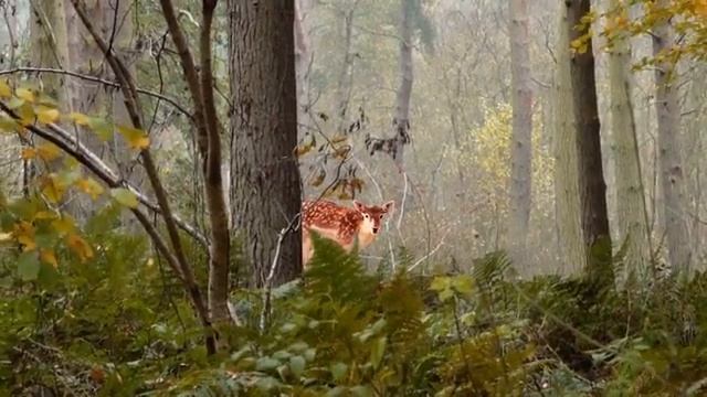 The First Fashionable GPS Smart Watch for Kids POMO Waffle смотреть онлайн