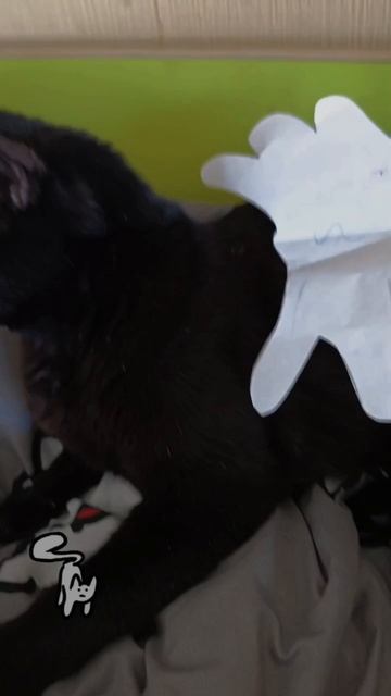 Flyable black angry cat 🐈⬛🐈⬛ I love Adopt me! 💞💞  #fyp #viral #AdoptMe #Roblox