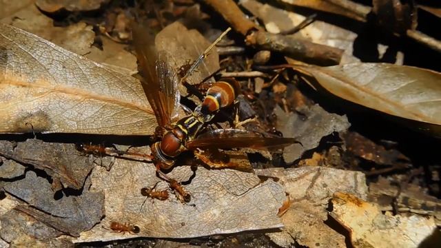 Pachycondyla harpax fighting with Tetramorium bicarinatum for prey