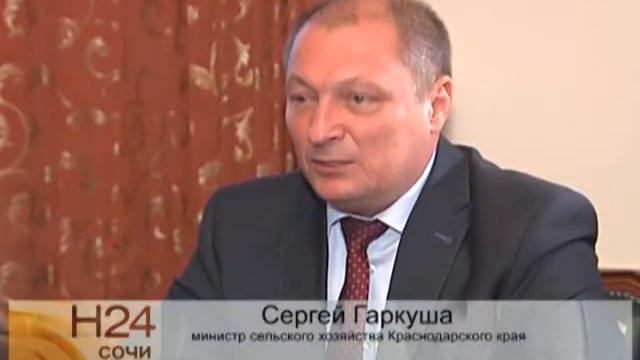 Больше 9 миллионов тонн пшеницы собрано на Кубани. Новости 24 Сочи смотреть онлайн