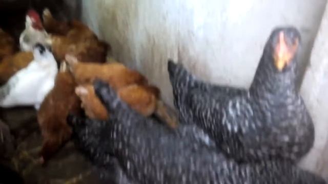 Мешанка для несушек смотреть онлайн