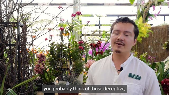 Eric, Epidendrum, reed stem orchid смотреть онлайн