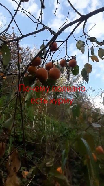 Полезно ли есть хурму? #хурма #здоровье #море #шепси #туапсе #сочи #сад #апраксиналада #тревелблоге