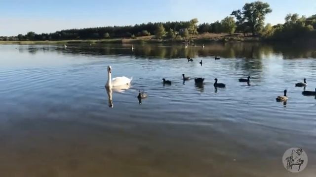 Лебединое озеро!