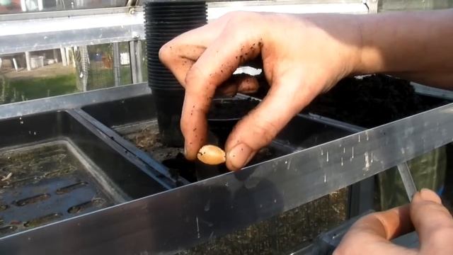 Sowing lots of different Squash - Claire's Allotment - Part 295 смотреть онлайн