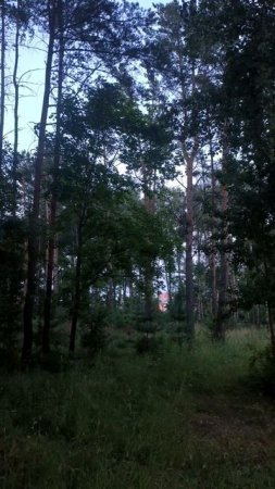 Летние деревья