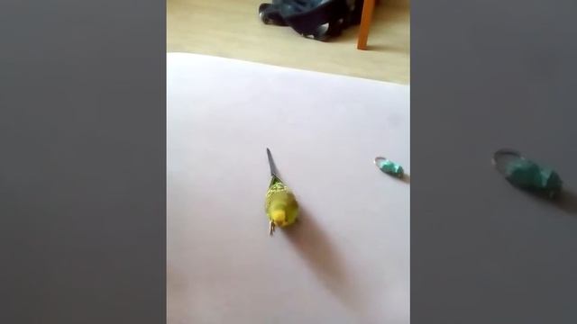 Говорящий попугай - Стенечка охраняет свою любимую игрушку. смотреть онлайн