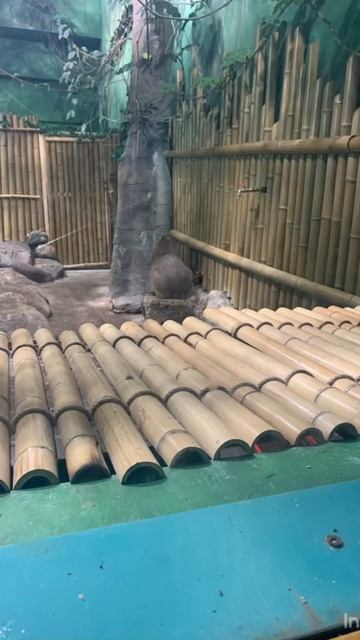 КАПИБАРЫ появились в москвариуме🦫 смотреть онлайн