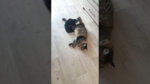Кот стрессоусто́йчив