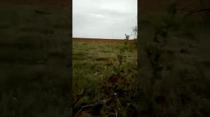 Корчеватель деревьев для Т-150