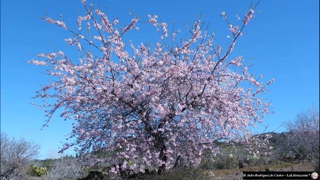 Almendros en Flor - Documental смотреть онлайн