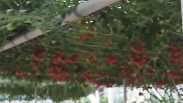 Octopus Tomato Trees смотреть онлайн