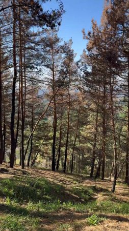 Картины природы Кисловодского парка, которые учат ценить каждый миг
