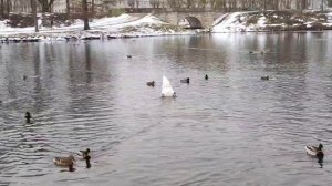 Лебедь в поисках пищи на Белом озере в Гатчинском парке