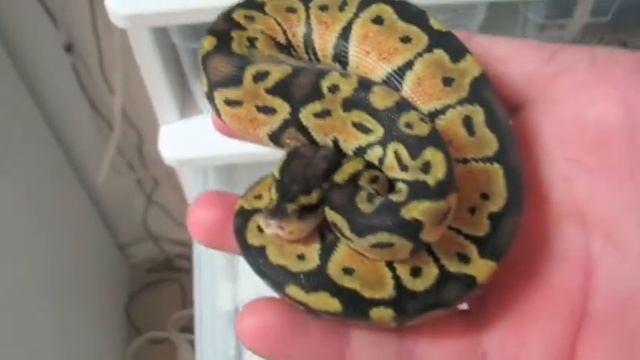 2011 Clutch #3 Ball Pythons Hatching and Citrus Pastel Update!