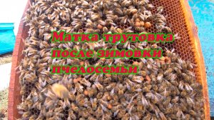 ТРУТОВОЧНАЯ ПЧЕЛОСЕМЬЯ ПОСЛЕ ЗИМОВКИ, КАК Я С НЕЙ ПОСТУПАЮ.