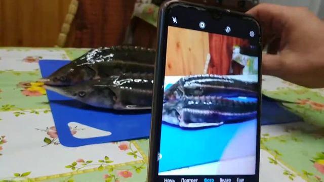 Обзор стерляди часть 1 смотреть онлайн