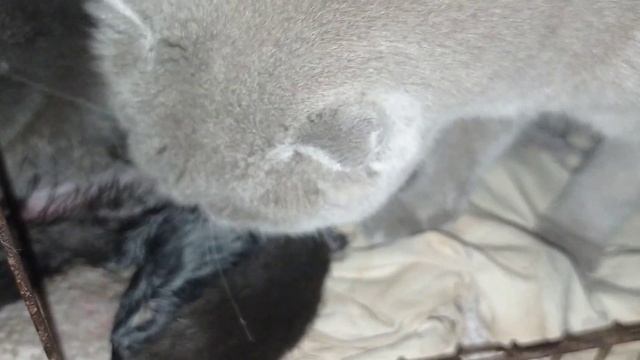 Вафля- центральный персонаж вечера