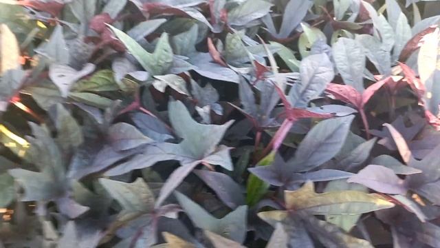 ИПОМЕЯ БАТАТ В ВАШ САД.. смотреть онлайн