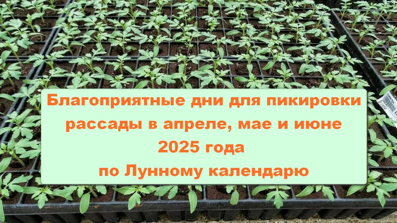 Благоприятные дни для пикировки рассады в апреле, мае и июне 2025 года смотреть онлайн