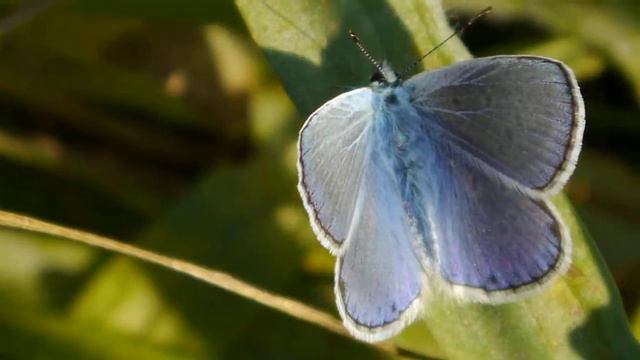 Polyommatus icarus (m) - Thiais 09.2021 - FRANCE смотреть онлайн