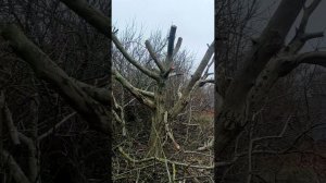 Купили заброшенный участок на юге