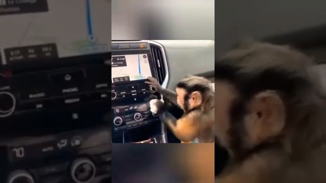 Сборник смешных животных 2018! смотреть онлайн