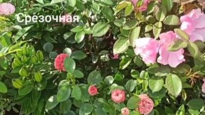 Розы с простым цветком