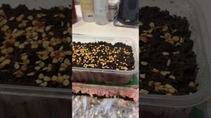 Как правильно посадить перец на рассаду. Какую почву любит перец?