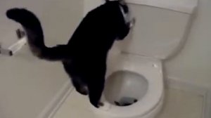 Приличный кот, какает только в унитаз Toilet Cat