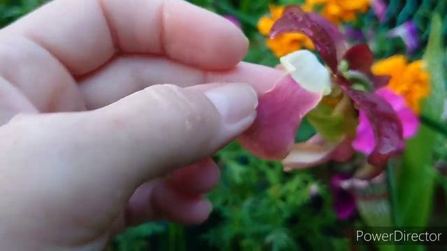 Sarracenia Leucophylla red смотреть онлайн