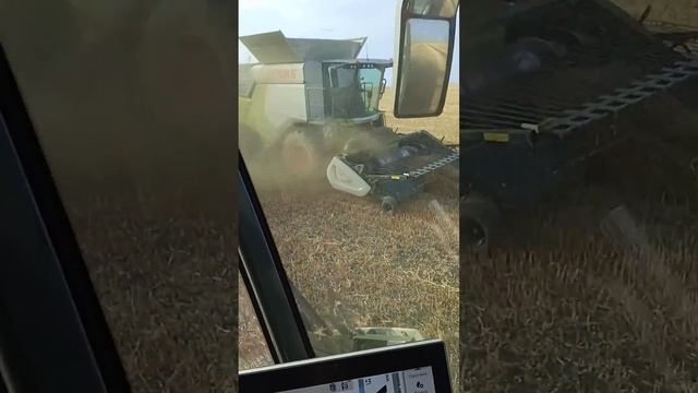 клаас трион 730, уборка гречихи, северный Казахстан смотреть онлайн
