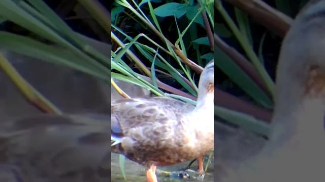 черная кряква.#birdlover #birdwatching #bird #birdlife #утки #утёнок #кряква #птицы #птица смотреть онлайн