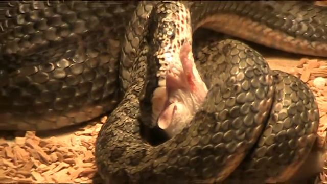 Psammophylax rhombeatus feeding смотреть онлайн