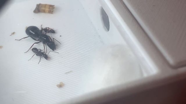 New camponotus aethiops colony смотреть онлайн