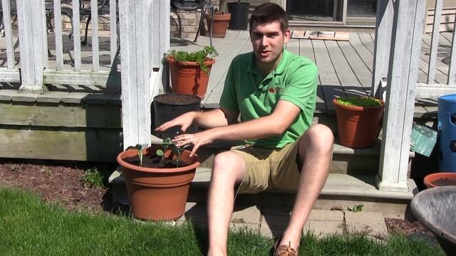 How to Grow Broccoli In Containers - Complete Growing Guide смотреть онлайн