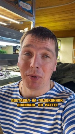 Досветка рассады