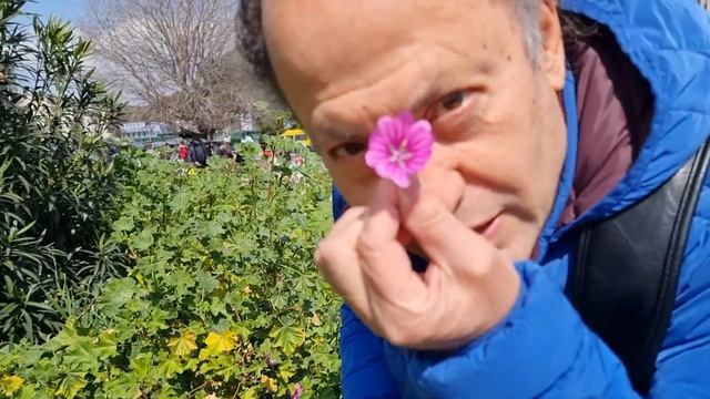 LA MALVA A NAPOLI لقينا الخبيزة في نابولي 😄 смотреть онлайн