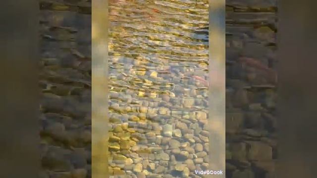Японский сад в парке Галицкого ч9