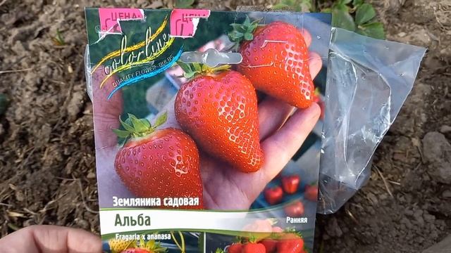 Клубника Альба. Обзор и рекомендации по посадке и размножению смотреть онлайн