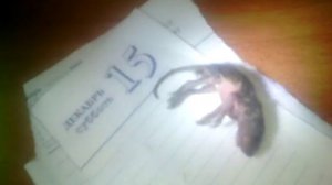 гомункул во плати, гомункул