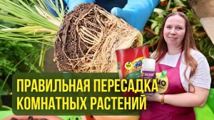 Правильная пересадка комнатных растений