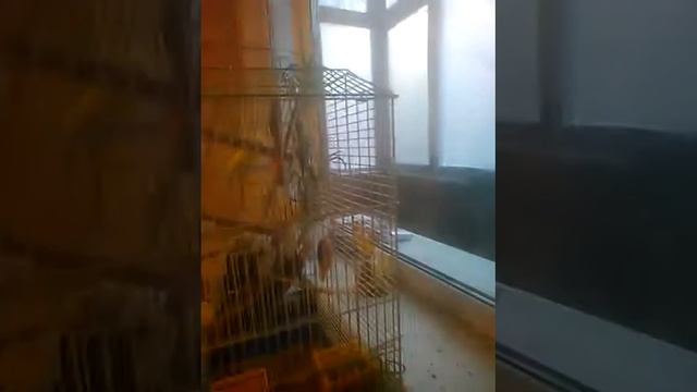 Как сделать траву для попугаев смотреть онлайн