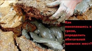 Как покопавшись в грязи, определить обитателей здешних мест