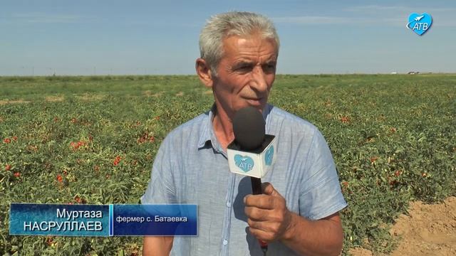 Сбор урожая в селе Батаевка 25 08 2021 смотреть онлайн