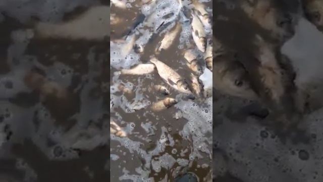 Терновая .Зарыбление 2020год смотреть онлайн