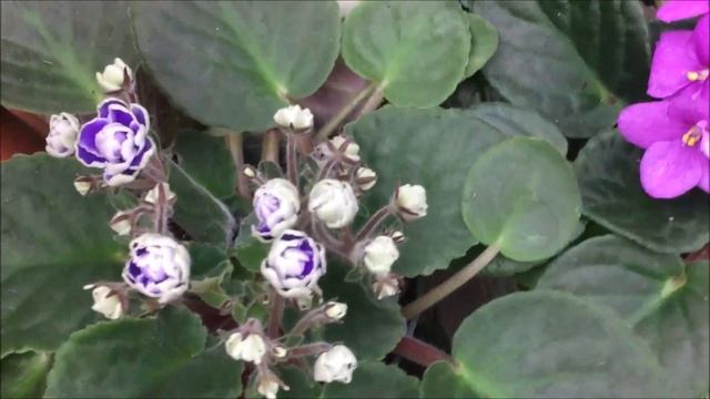African Violets and More - Green Thumb Nursery Tour Continued – Canoga Park, CA - 21 November 2020 смотреть онлайн
