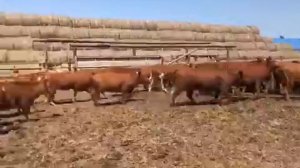 Тёлки Калмыцкой породы.